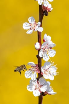 Honeybee in the spring is flying to a mirabelle blossom, against blurred yellow background