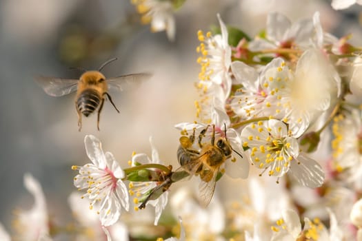Honeybee in the spring is flying to a mirabelle blossom, against blurred background