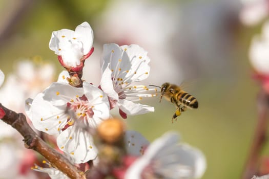 Honeybee in the spring is flying to a mirabelle blossom, against blurred background
