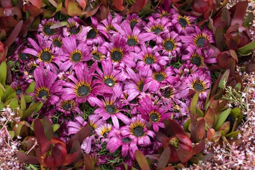 Beauty floristic decoration with colorful tropical flowers