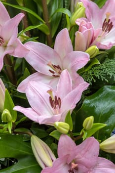 Beauty floristic decoration with pink lilyi flowers