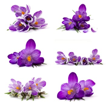 crocus flower on white background - fresh spring flowers - collage