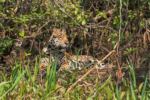 Jaguar Resting in a Shaded Glen in Pantanal National Park in Brazil