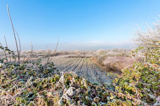 icy vine field framed by trees and bushes against a blue sky with copy space