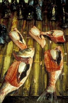 fresh fish at the seafood and animal Market in the city of Guangzhou in the province of Guangdong in china in east asia.   China, Guangzhou, April, 2000
