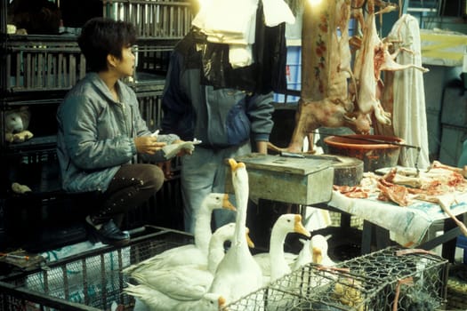 the meat and animal Market in the city of Guangzhou in the province of Guangdong in china in east asia.   China, Guangzhou, April, 2000