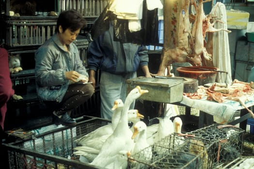 the meat and animal Market in the city of Guangzhou in the province of Guangdong in china in east asia.   China, Guangzhou, April, 2000