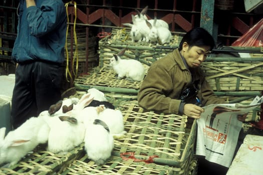 rabbit at the seafood and animal Market in the city of Guangzhou in the province of Guangdong in china in east asia.   China, Guangzhou, April, 2000