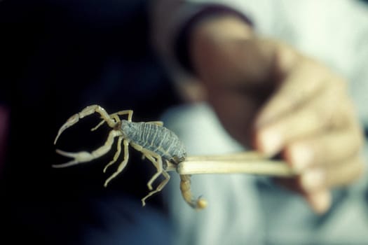 scorpions and chinese madicine in the old town in the city of Xian in the province of Shaanxi in china in east asia.   China, Xian, April, 2000