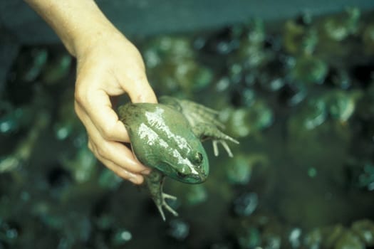 frog at the meat and animal Market in the city of Guangzhou in the province of Guangdong in china in east asia.   China, Guangzhou, April, 2000