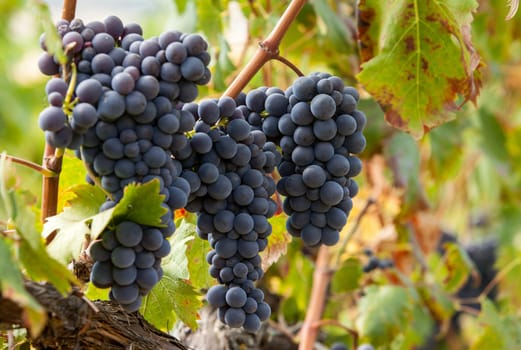 ripe red grape clusters on the vine