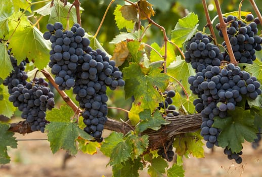 ripe red grape clusters on the vine