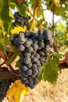 ripe red grape clusters on the vine