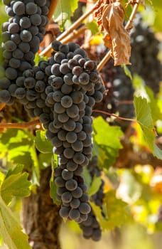 ripe red grape clusters on the vine