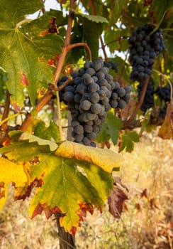 ripe red grape clusters on the vine