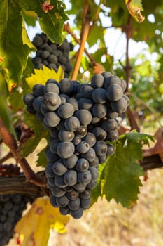 ripe red grape clusters on the vine