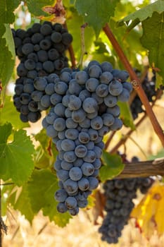ripe red grape clusters on the vine
