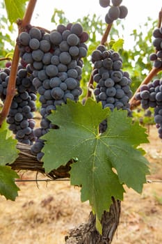 ripe red grape clusters on the vine