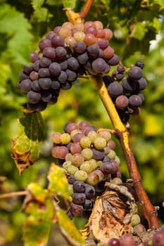 ripe red grape clusters on the vine