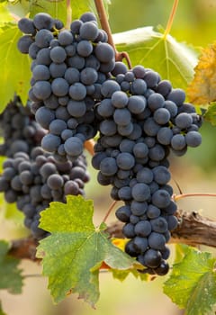 ripe red grape clusters on the vine