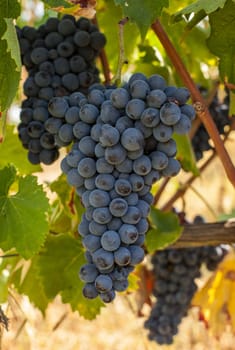 ripe red grape clusters on the vine