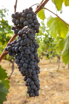ripe red grape clusters on the vine