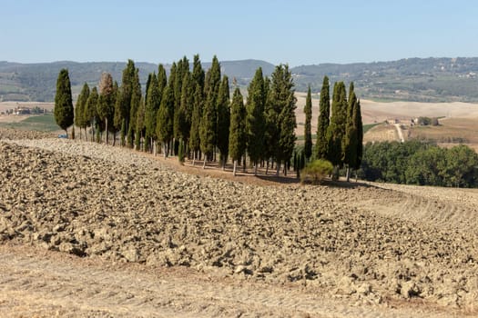 The rural landscape of the  Tuscany. Italy