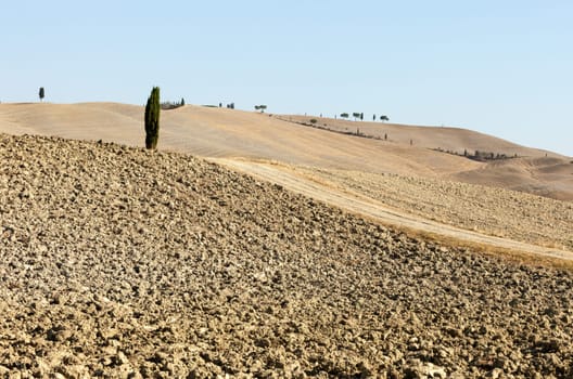 The rural landscape of the  Tuscany. Italy