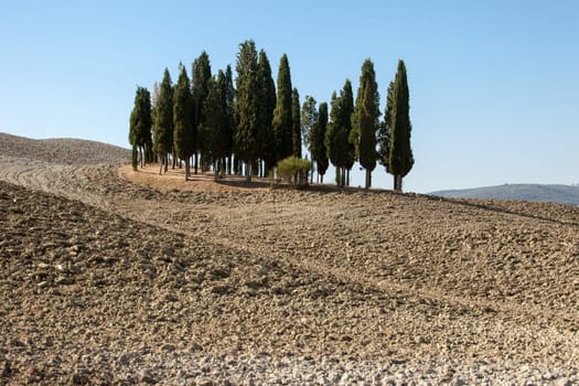 The rural landscape of the  Tuscany. Italy