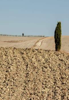 The rural landscape of the  Tuscany. Italy