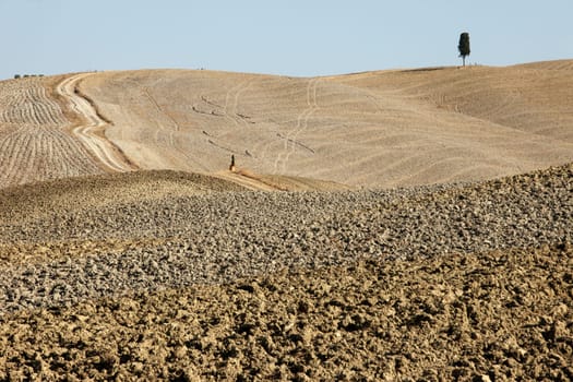 The rural landscape of the  Tuscany. Italy