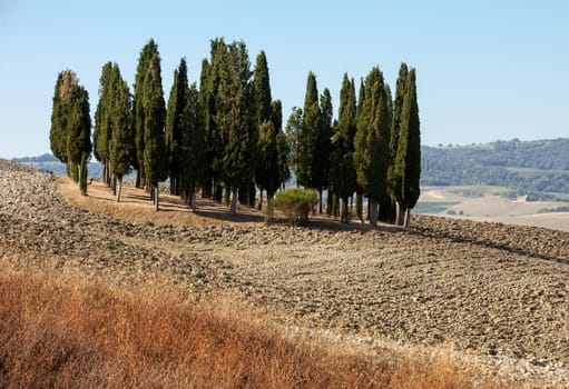 The rural landscape of the  Tuscany. Italy