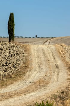 The rural landscape of the  Tuscany. Italy