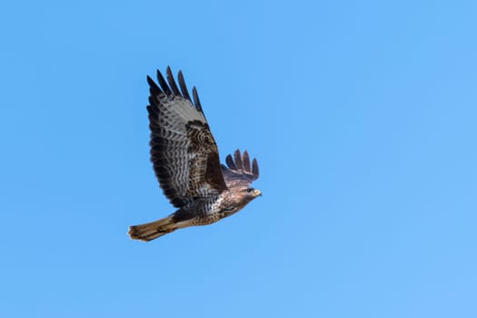 Flying buzzard with spread wings against a blue sky