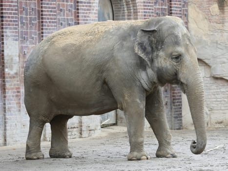 Asian elephant in Ganesha Mandir Elephant Temple from Leipzig Zoo