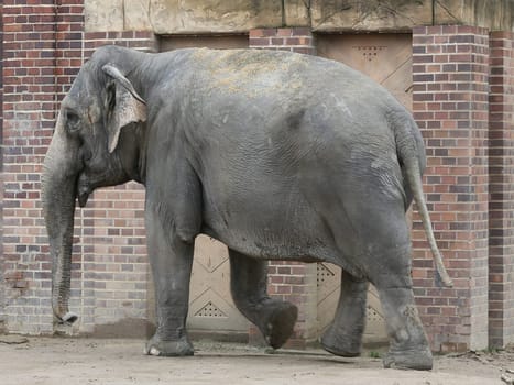 Asian elephant in Ganesha Mandir Elephant Temple from Leipzig Zoo