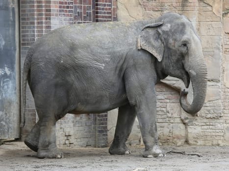 Asian elephant in Ganesha Mandir Elephant Temple from Leipzig Zoo