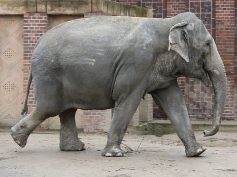 Asian elephant in Ganesha Mandir Elephant Temple from Leipzig Zoo