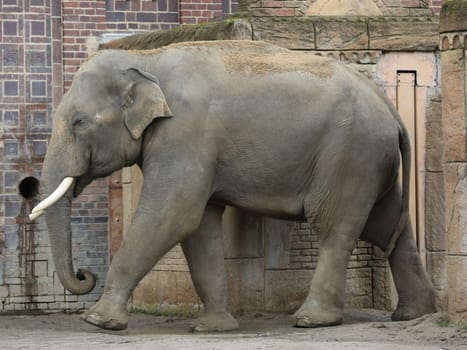 Asian bull elephant Voi Nam in the Ganesha Mandir Elephant Temple at ZOO Leipzig