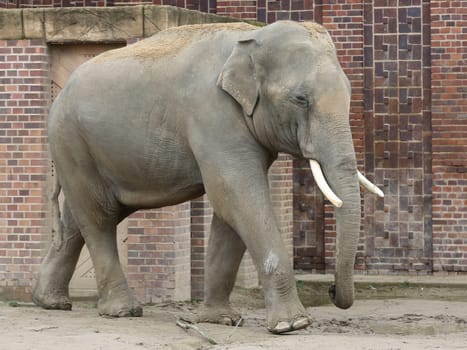Asian bull elephant Voi Nam in the Ganesha Mandir Elephant Temple at ZOO Leipzig