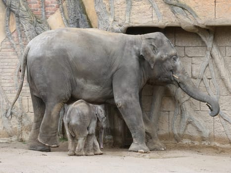 Asian elephant cow Rani with Asian elephant baby Kiran in the elephant temple Ganesha Mandir from ZOO Leipzig