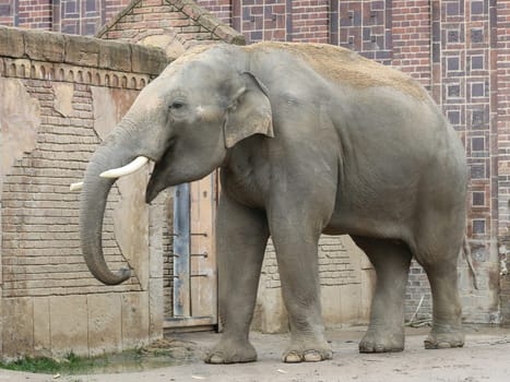 Asian bull elephant Voi Nam in the Ganesha Mandir Elephant Temple at ZOO Leipzig