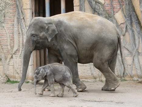 Asian elephant cow Rani with Asian elephant baby Kiran in the elephant temple Ganesha Mandir from ZOO Leipzig