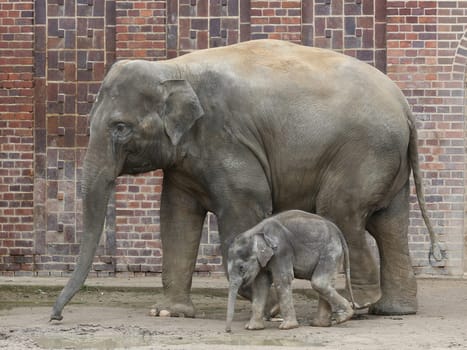 Asian elephant cow Rani with Asian elephant baby Kiran in the elephant temple Ganesha Mandir from ZOO Leipzig