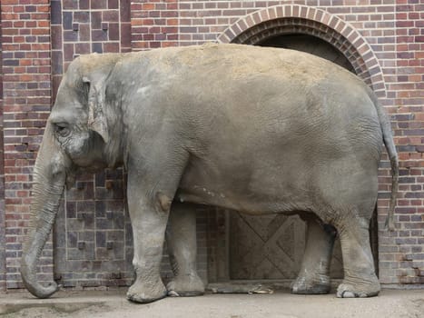 Asian elephant in Ganesha Mandir Elephant Temple from Leipzig Zoo