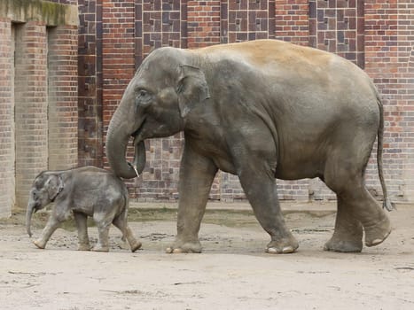 Asian elephant cow Rani with Asian elephant baby Kiran in the elephant temple Ganesha Mandir from ZOO Leipzig