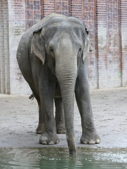 Asian elephant in Ganesha Mandir Elephant Temple from Leipzig Zoo