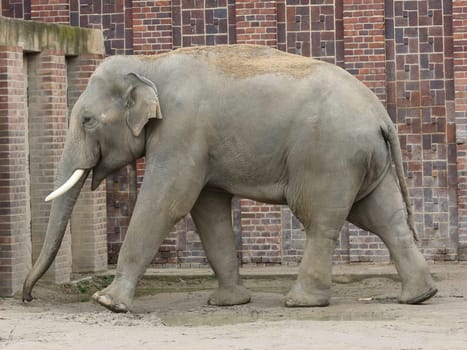Asian bull elephant Voi Nam in the Ganesha Mandir Elephant Temple at ZOO Leipzig