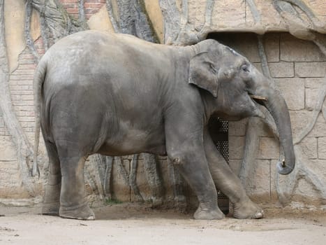 Asian elephant cow Rani in the Ganesha Mandir elephant temple at ZOO Leipzig