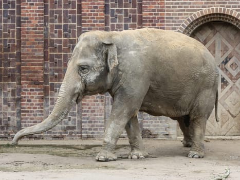 Asian elephant in Ganesha Mandir Elephant Temple from Leipzig Zoo
